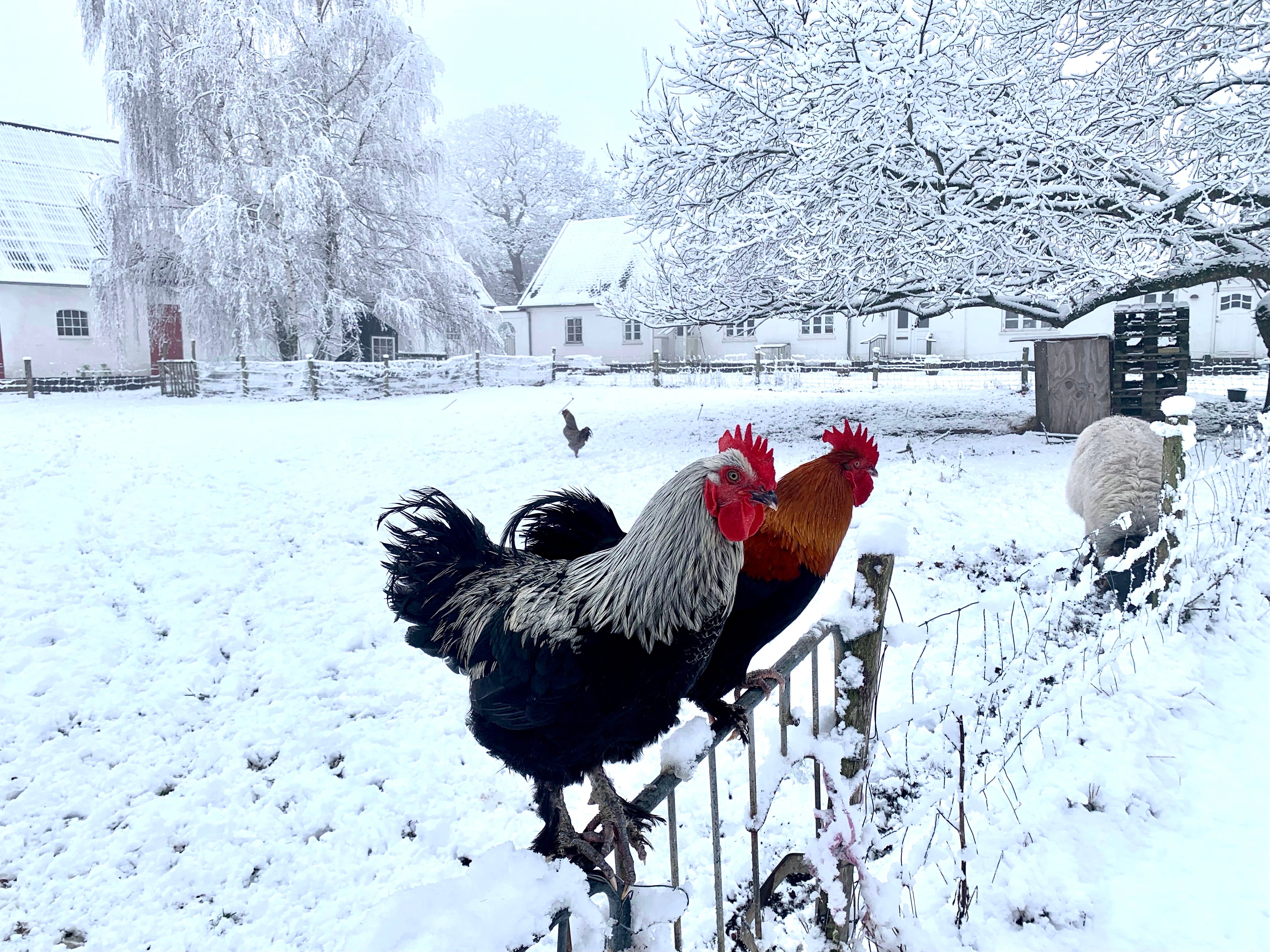 Vinter