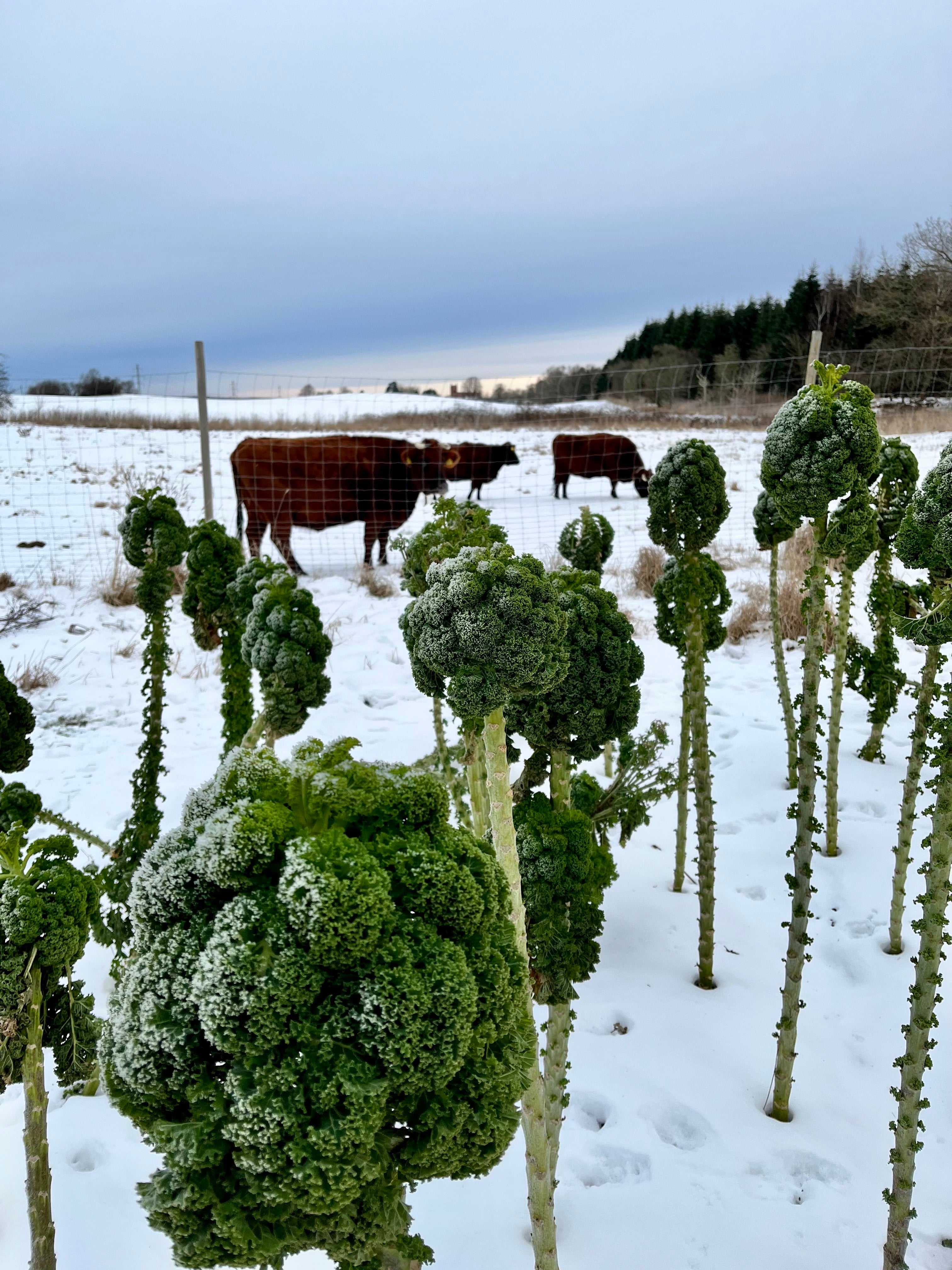 Vinter